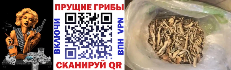 как найти закладки  Сортавала  hydra зеркало  Галлюциногенные грибы Psilocybine cubensis 